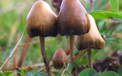 The Enchanting Possibilities of Psilocybin in Canada: A Journey of Discovery and Healing