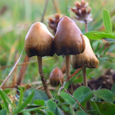 Buy psilocybin in Canada from Mastertokes
