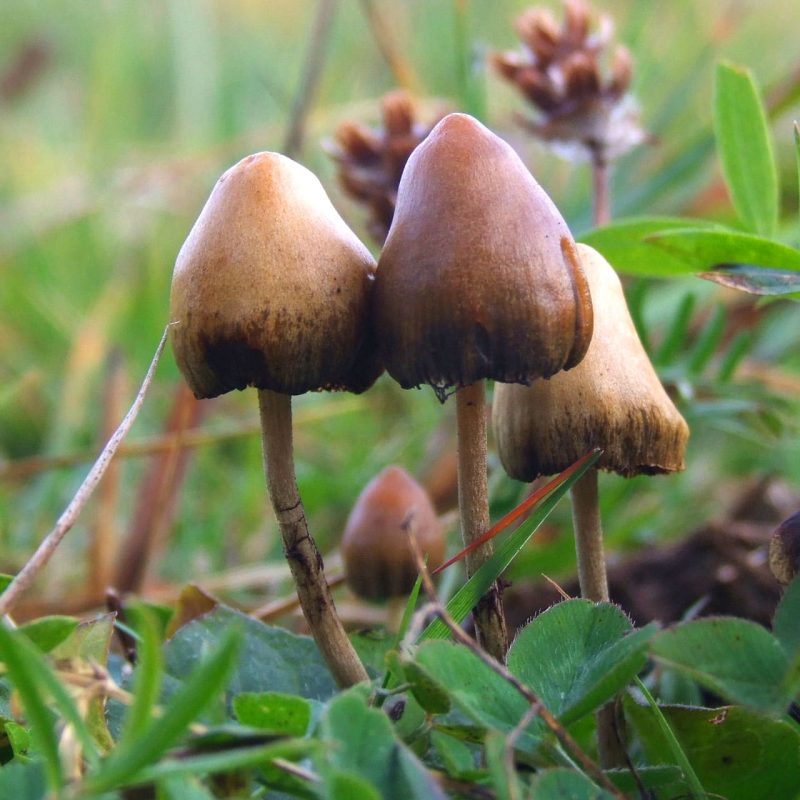 Buy psilocybin in Canada from Mastertokes