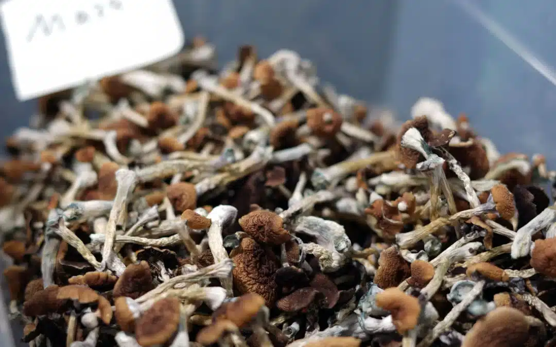 Embark on a Psychedelic Adventure: Buy Magic Mushrooms in Canada!