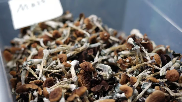 buy magic_mushrooms canada mastertokes Magic Mushrooms in Canada