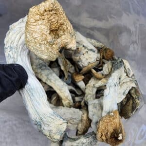 Buy Cannabis and Magic Mushrooms in Canada