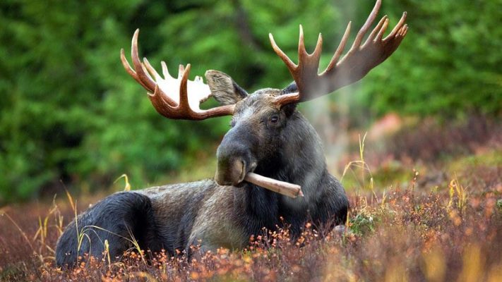 MasterTokes MJ Moose