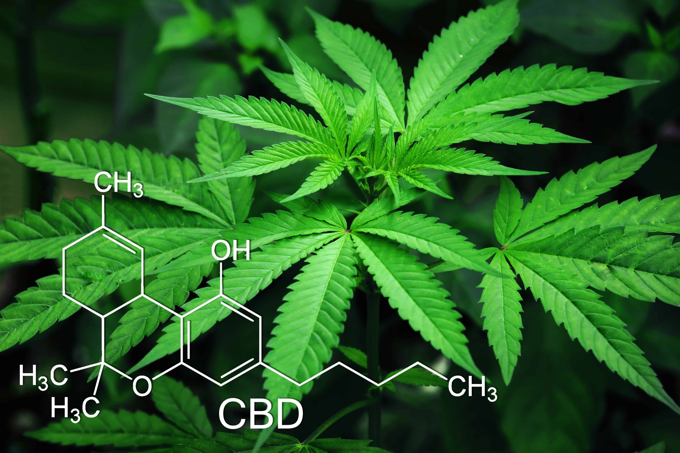 A Deep Dive into CBD and its Power to Unwind