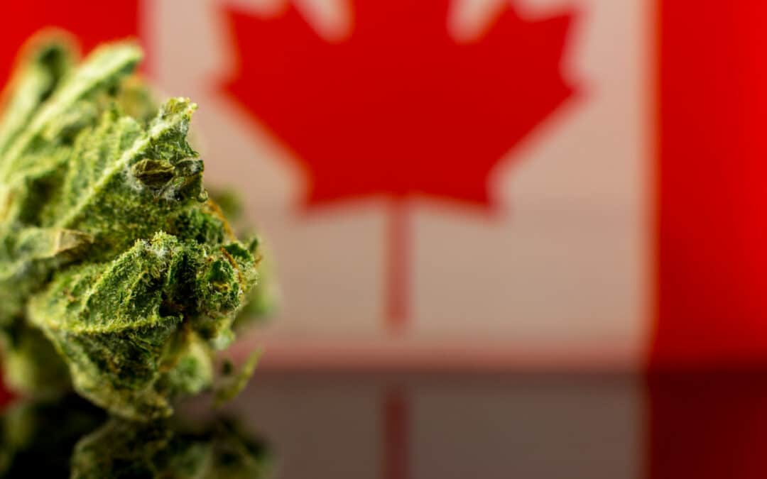 Canadian Cannabis Sales Year-Over-Year