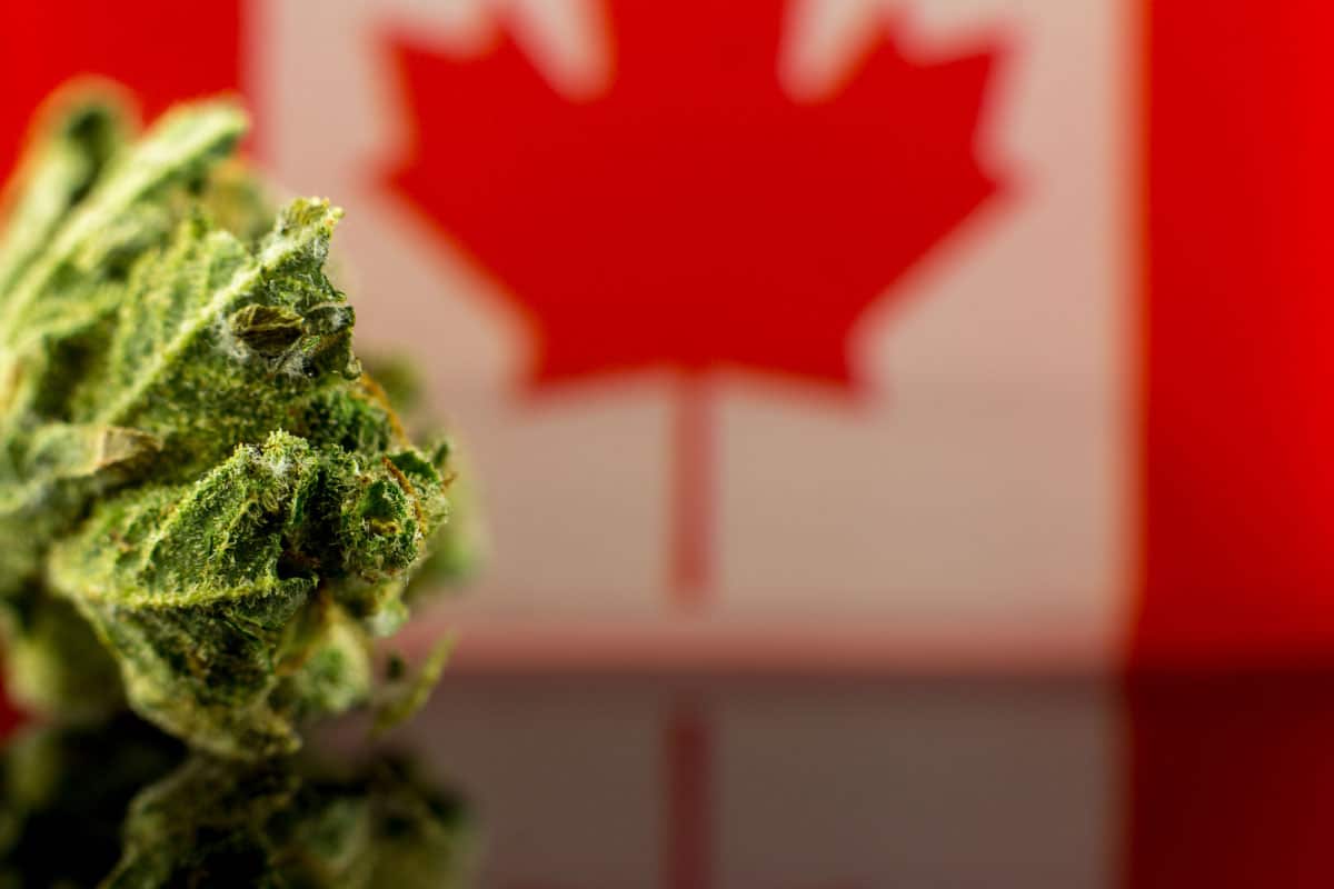 Canadian cannabis sales year-over-year