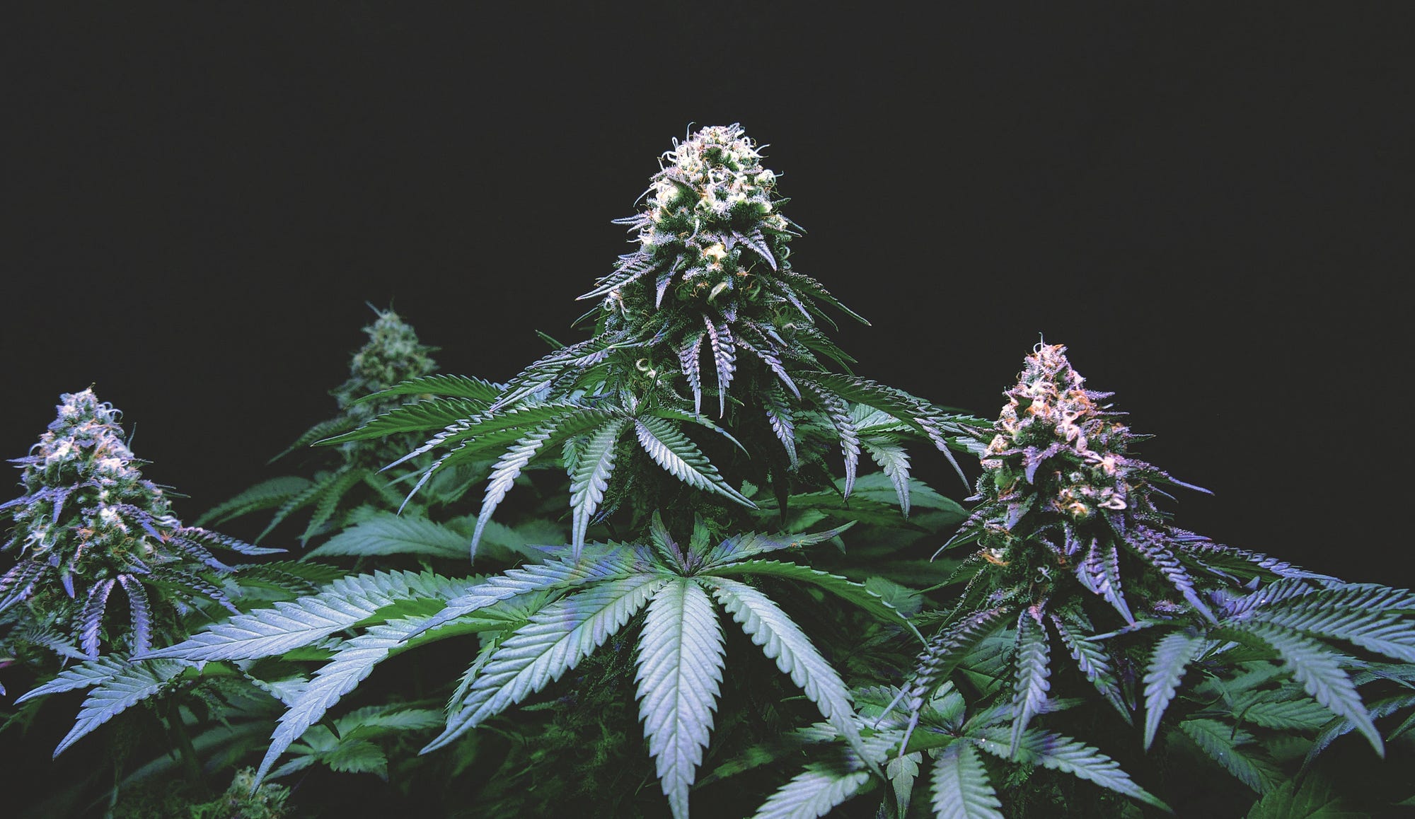 Cannabis Clearance Cannabis sales in canada, mastertokes buds and flowers newsletter background image