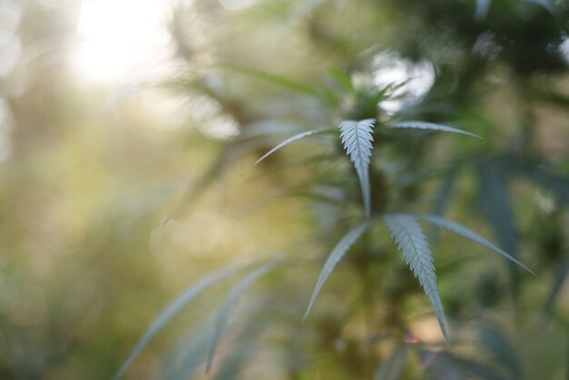 cannabis-mastertokes-canada-contact-form-picture