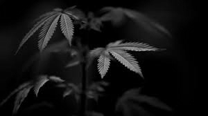 FAQ mastertokes-best-weed-in-canada-buy-the best-mail-order-marijuana-in-canada!