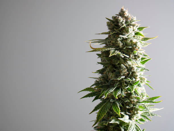 weed canada mastertokes