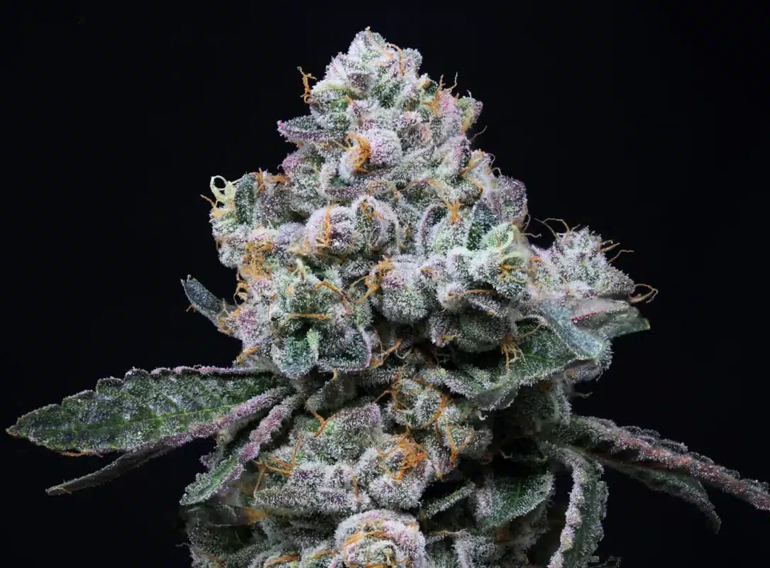 LSO Animal Face: Unmasking a Unique Cannabis Strain canada-indica-cannabis-mastertokes-mail-order-marijuana LSO Animal Face Unmasking Unique Cannabis