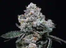 canada-indica-cannabis-mastertokes-mail-order-marijuana LSO Animal Face Unmasking Unique Cannabis