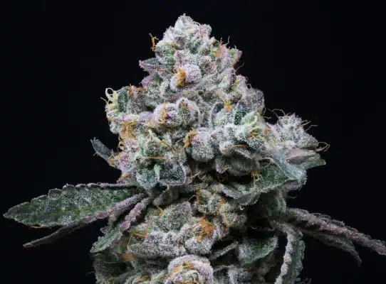 canada-indica-cannabis-mastertokes-mail-order-marijuana LSO Animal Face Unmasking Unique Cannabis