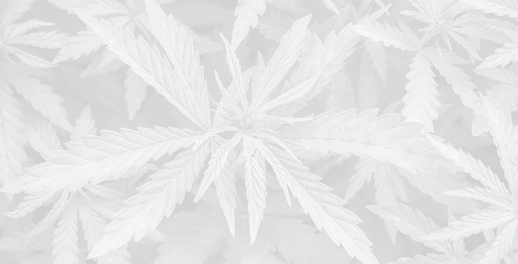 Cannabis Indica canada-indica-cannabis-mastertokes-mail-order-marijuana-hybrids-indica-sativa