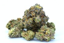 strongest cannabis strains Wet Dream canada