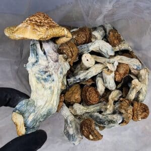 Buy Cannabis and Magic Mushrooms in Canada