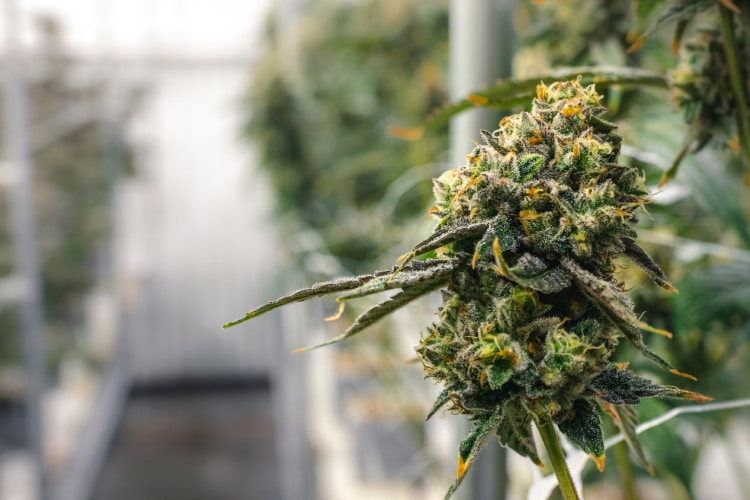 Mastertokes - Homepage Canadian-Cannabis-Made-Clear-Canadian-Cannabis-Facts