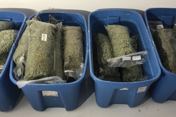 The Importance of Safe Cannabis Storage