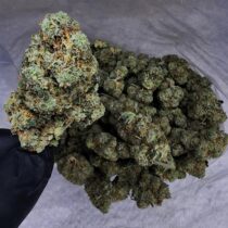 Black Tuna Buy Cannabis and Magic Mushrooms in Canada