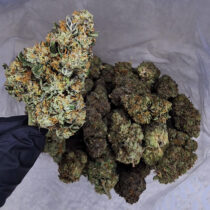 Gelato cannabis for you to buy at Mastertokes, the patients before profits mail order marijuana dispensary.