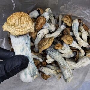 Buy Cannabis and Magic Mushrooms in Canada