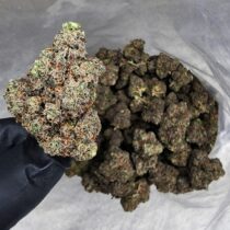 Goofy Buy Cannabis and Magic Mushrooms in Canada