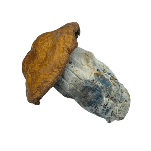 Buy Cannabis and Magic Mushrooms in Canada