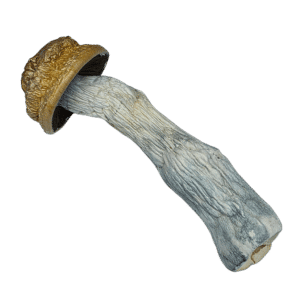 Buy Cannabis and Magic Mushrooms in Canada
