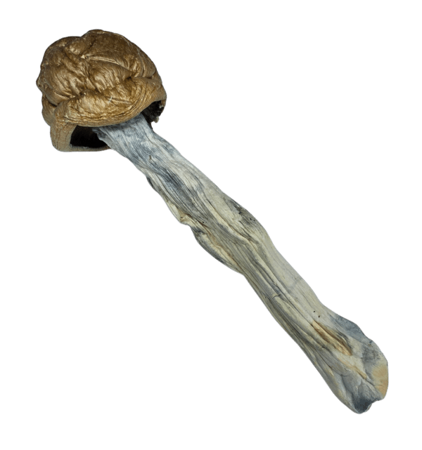 Buy Cannabis and Magic Mushrooms in Canada