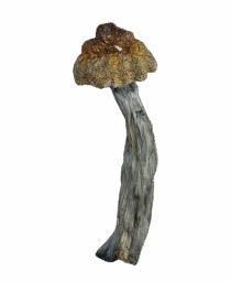 Buy Cannabis and Magic Mushrooms in Canada