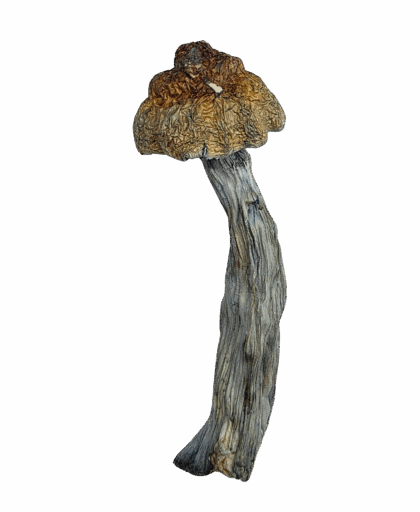 Buy Cannabis and Magic Mushrooms in Canada