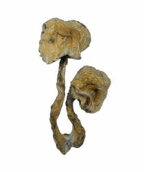 Buy Cannabis and Magic Mushrooms in Canada