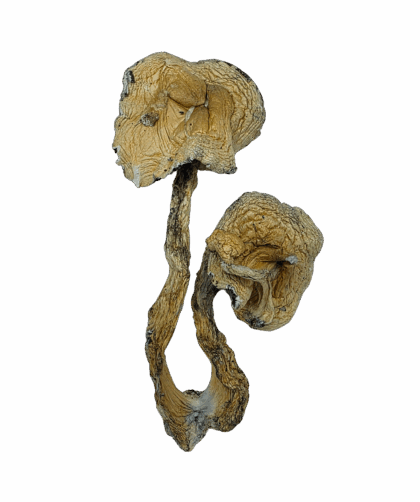 Buy Cannabis and Magic Mushrooms in Canada
