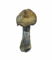 Buy Cannabis and Magic Mushrooms in Canada