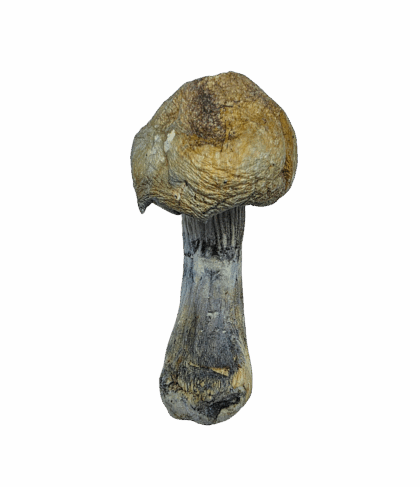 Buy Cannabis and Magic Mushrooms in Canada