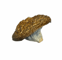 Buy Cannabis and Magic Mushrooms in Canada