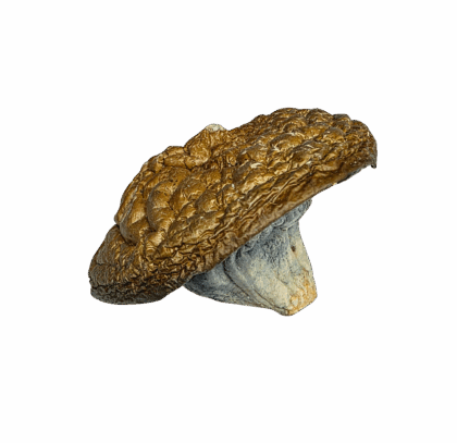 Buy Cannabis and Magic Mushrooms in Canada