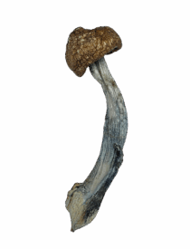 Buy Cannabis and Magic Mushrooms in Canada