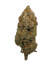 Buy Cannabis and Magic Mushrooms in Canada