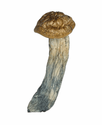 Buy Cannabis and Magic Mushrooms in Canada