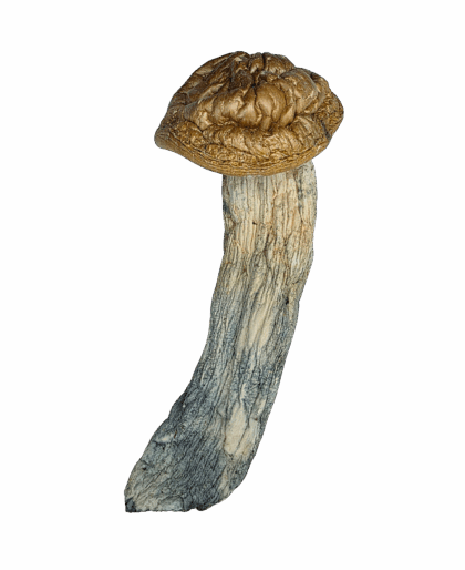 Buy Cannabis and Magic Mushrooms in Canada