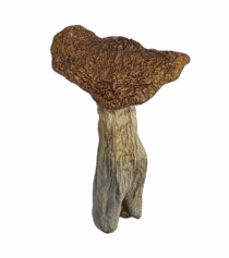 Buy Cannabis and Magic Mushrooms in Canada