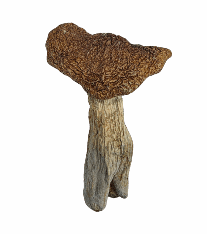 Buy Cannabis and Magic Mushrooms in Canada