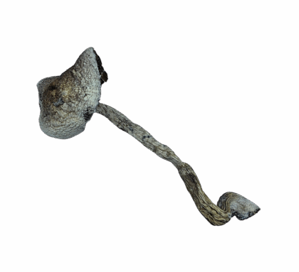 Buy Cannabis and Magic Mushrooms in Canada