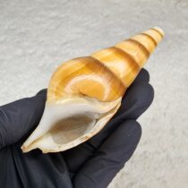 Buy Cannabis and Magic Mushrooms in Canada