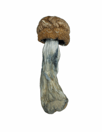 Buy Cannabis and Magic Mushrooms in Canada