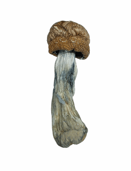 Buy Cannabis and Magic Mushrooms in Canada