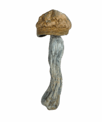 Buy Cannabis and Magic Mushrooms in Canada