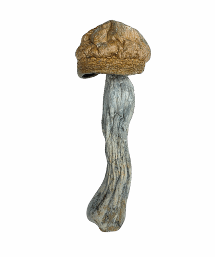 Buy Cannabis and Magic Mushrooms in Canada