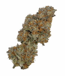 Buy Cannabis and Magic Mushrooms in Canada
